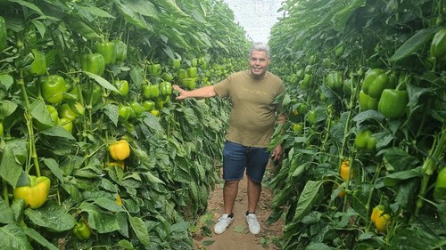 El agricultor Juan Escobar muestra su cultivo del California amarillo Belenus