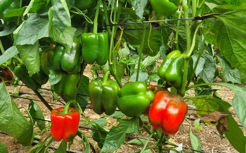 Primeros frutos de la variedad Kefrén