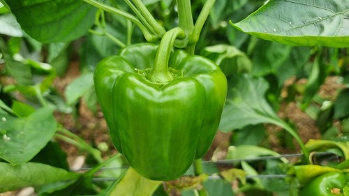 Nesmet tiene buen color tanto en rojo como en verde