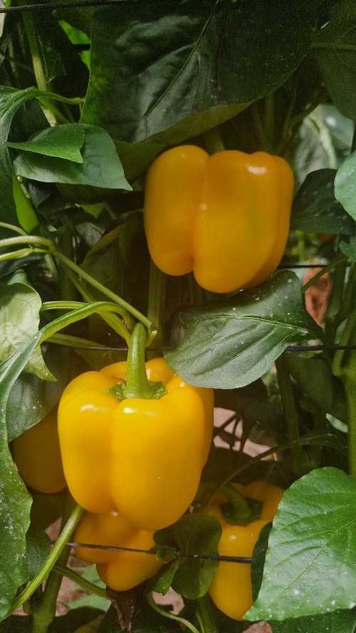 Belenus tiene un bonito color amarillo limón