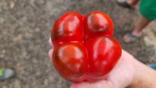 Cuatro cascos de la variedad Kefrén