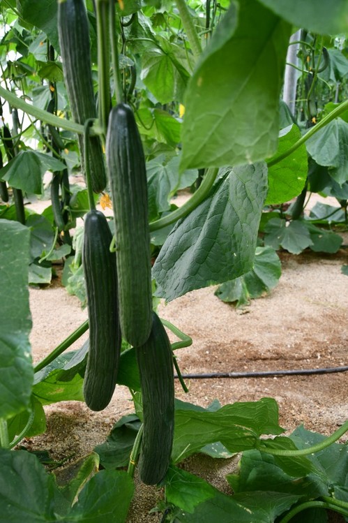 Planta abierta, oscura y con hojas pequeñas, lo que le otorga un alto potencial productivo