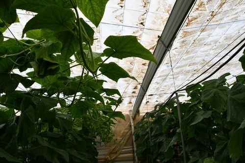 Como planta, cuenta con una gran capacidad para sacar la caña completa