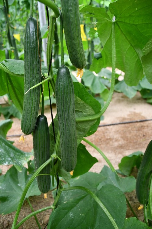 Los mismos asistentes a la jornada resaltaron la calidad del fruto, especialmente su color oscuro incluso en épocas de calor, sin cuello de botella y con buen cierre pistilar