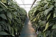 Vista del cultivo del pimiento California tratado con la estrategia CERTIS.