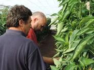 Agricultores observando el fruto