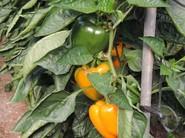 Buen pimiento