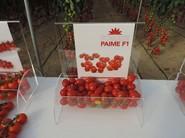 Cherrys