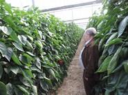 Concentrado observando las plantas