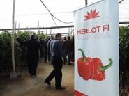 Finca de Melot F1
