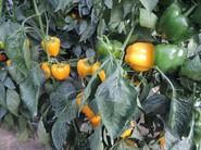 Muchos pimientos en planta