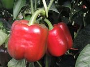 Pimientos con buen acabado