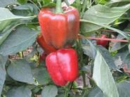 Pimientos muy bien formados