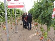 Viendo tomate
