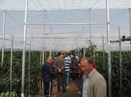 Preparados para ver el pimiento Idilio RZ