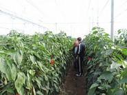 Los agricultores se fueron con buenas sensaciones sobre este pimiento