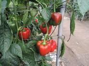 Pimientos homogéneos y de color intenso, tanto en verde como en rojo.