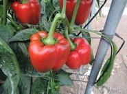 Los frutos son de calibre G-GG