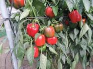Gran calidad de fruto