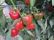 Muchos pimientos en una misma planta