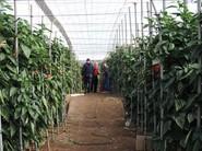 Los agricultores ven de cerca Idilio RZ