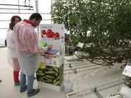 Rijk Zwaan colocó un espacio expositor de cada variedad de especialidades de tomate con producto para probarlo y una encuesta para valorar la opinión de los presentes.