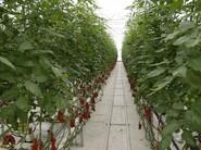 Otra foto espectacular de tomates de Rijk Zwaan.