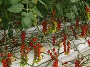 Primer plano de tomates de Rijk Zwaan.