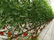 Espectacular cultivo de tomates.