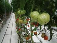 Espectacular cultivo de tomate de Rijk Zwaan.