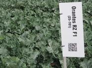 Variedad de brócoli, Orantes RZ F1