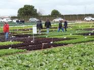 Agricultores viendo la plantación de Salanova