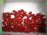 Tomates de un rojo intenso, fruto del gran trabajo de Rijk Zwaan.
