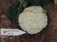 Sententia RZ F1