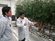 Un técnico de Rijk Zwaan muestra un cultivo al alcalde ejidense.