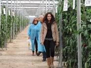 La jornada ha sido para conocer en campo el pimiento California Olimpiakos