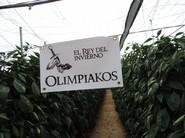 Olimpiakos