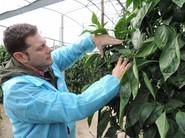 El técnico de Nunhems mostrando el fruto