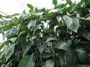 Frutos que crecen con un perfecto calibre