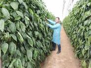 Gran producción y cultivo de calidad