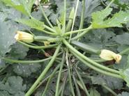Un calabacín que se adapta a las exigencias de mercados y agricultores