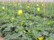 Plantación con un alto número de producción
