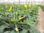 Fortaleza de planta y fruto de calidad