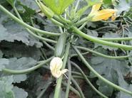 Calabacín Cassandra, de Syngenta, de calibre perfecto