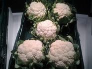 6 de febrero. El ingenio juega un papel fundamental a la hora de presentar los vegetales.