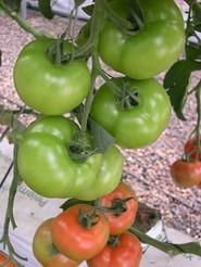 Más tomates del IFAPA.