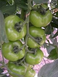 Primera plana de tomates.