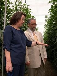 Los tomates, con el nuevo sombreo, están produciendo mucho más que con el tradicional blanqueo.