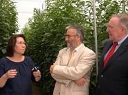 Momento de la explicación de las pruebas que se están llevando a cabo con el nuevo sombreo en tomate.
