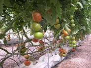 Cultivo de tomates.